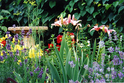 Flowering chives and lavendar mixed with iris, lilies and other perennials.